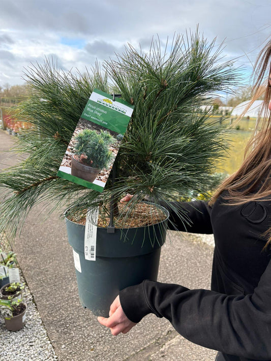 Pinus Strobus Blue Shag 10 Litre Pot