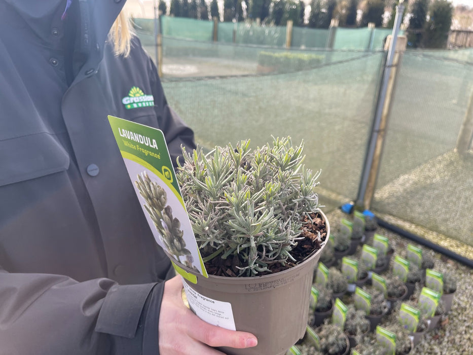 Lavender White Fragrance 2 Litre Pot