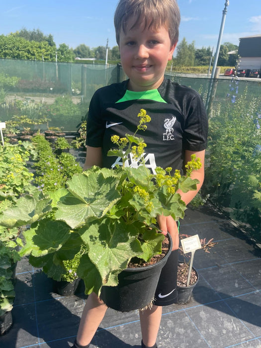 Alchemilla Mollis 11cm Pot