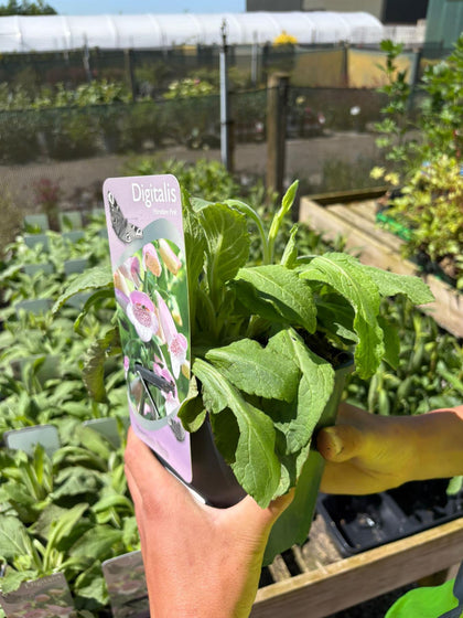 Digitalis Hanabee Pink 3 Litre Pot
