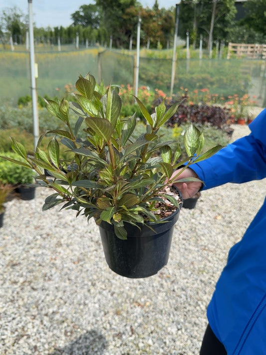 Weigela florida 'Black and White' - 3 Litre Pot