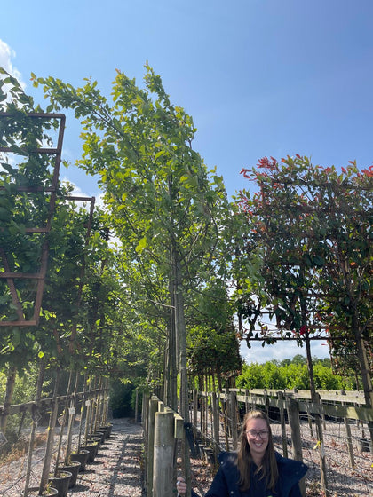 Malus John Downie Extra Heavy Standard 10-12 cm Girth