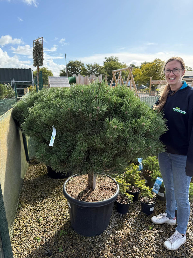 Pinus Nigra Brepo Stem Height 45/50cm 80 Litre Pot