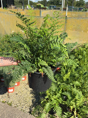 Polystichum Setiferum Proliferum 5 Litre Pot