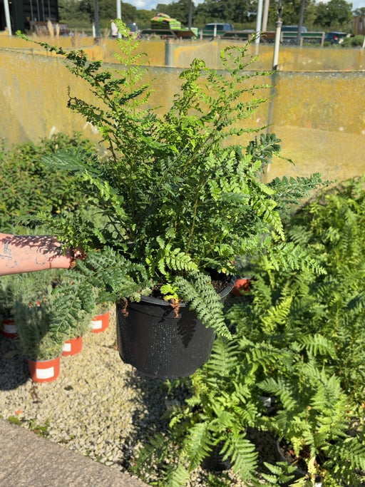 Polystichum Setiferum Proliferum 5 Litre Pot