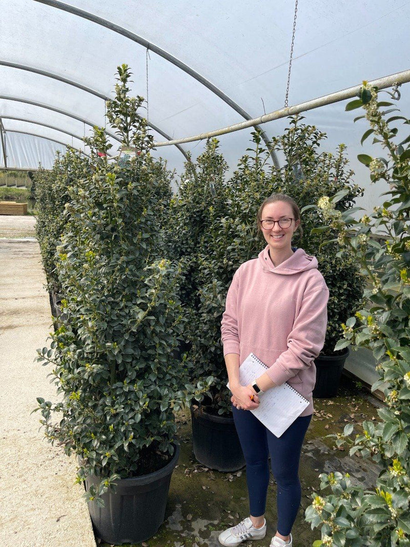Ilex mes. Heckenfee 150/170cm