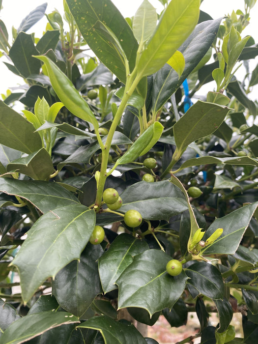 Ilex Nellie Stevens Full Standard Pleached 200 Stem 120x120 Frame