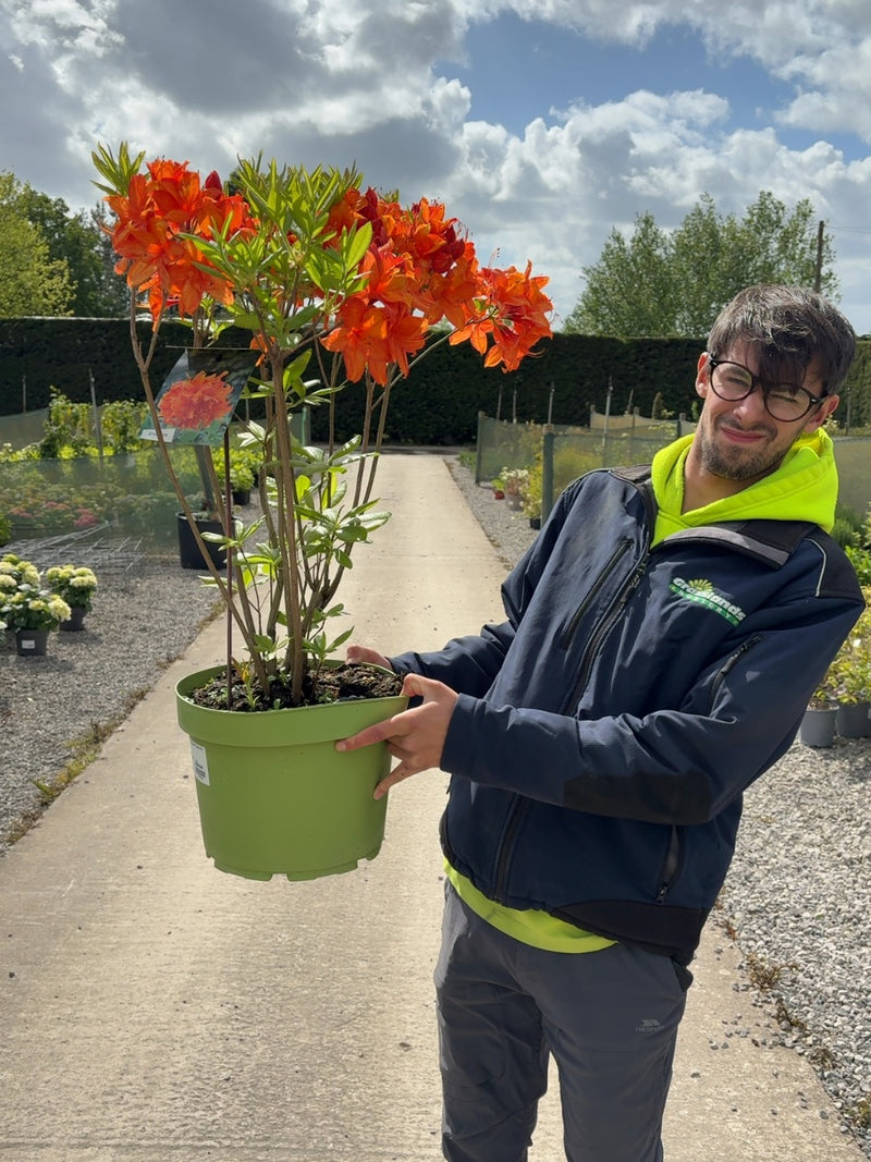 Azalea Golden Eagle 10 Litre Pot