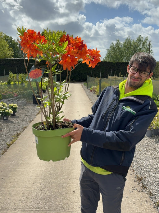 Azalea Golden Eagle 10 Litre Pot