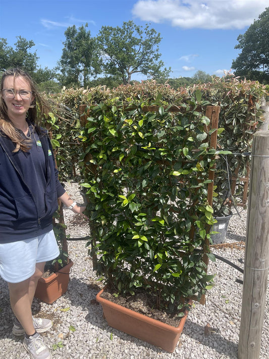 Trachelospermum Jasminoides Pleached Panel/Frame 120cm H x 70cm W