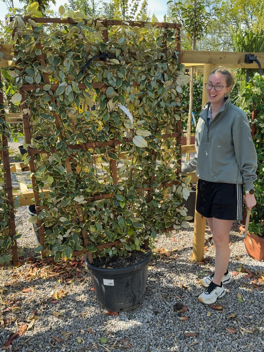 Elaeagnus x Vivileg Pleached Wall Frame 55 Litre Pot 160x110