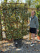 Elaeagnus x Vivileg Pleached Wall Frame 55 Litre Pot 160x110