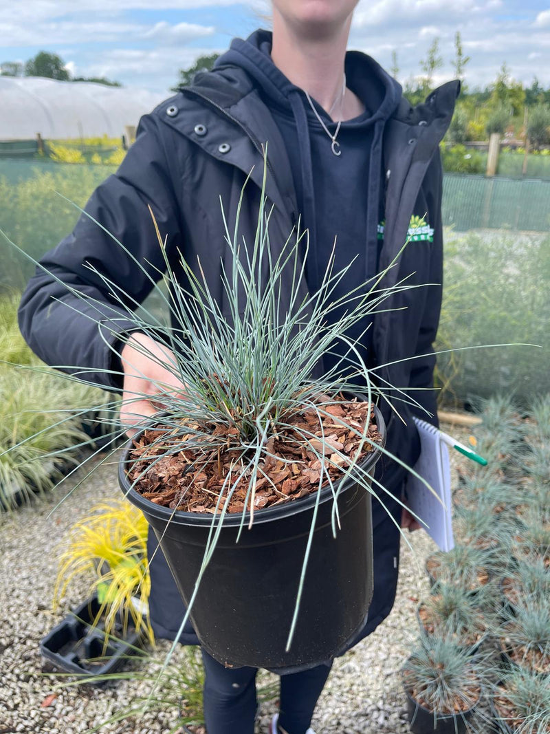 Festuca Glauca Intense Blue 3 Litre Pot