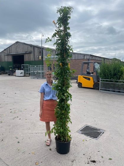 Campsis Golden Trumpet 20 Litre 220/240cm Tall