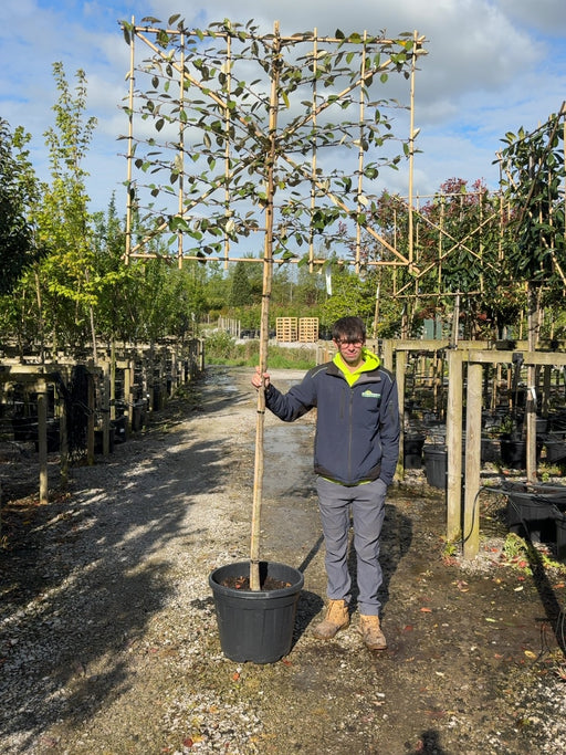 Elaeagnus Ebbingei Pleached Std 8/10cm Girth 180cm Stem 120 Tall x150cm Wide