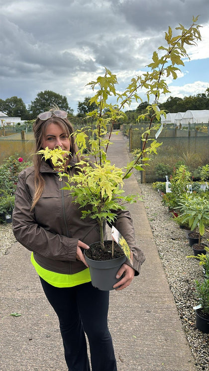 Acer palmatum Summergold 4 Litre Pot 40/60cm
