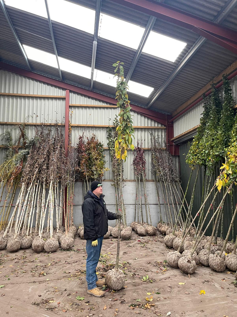 Prunus Serrulata Amanogawa Rootballed 10/12cm Girth