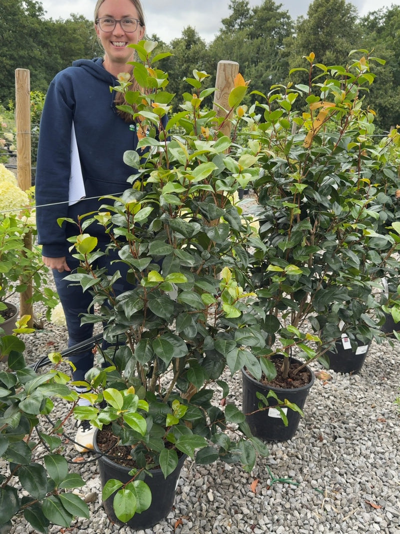 Camellia Jap. Prof. Giovanni Santarelli 18 Litre Pot