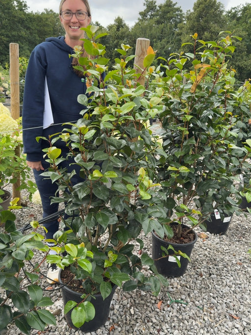 Camellia Jap. Prof. Giovanni Santarelli 18 Litre Pot