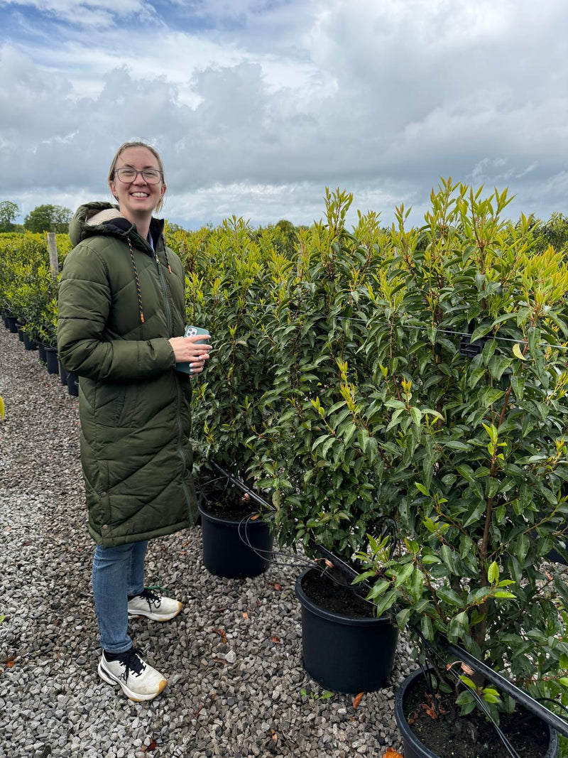 Portuguese Laurel Hedging 120/140cm 20 Litre Pot