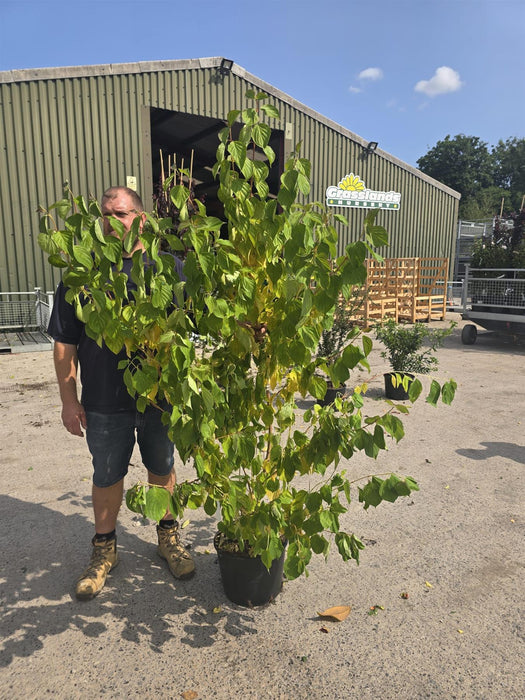 Cornus Magic Flame 20 Litre Pot 125/150cm Tall
