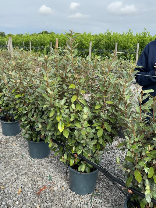 Elaeagnus x Ebbingei Compacta 7 Litre Pot 70-80cm High Very Bushy
