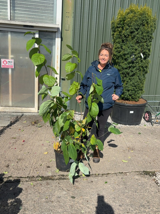 Calycanthus Hartlage Wine 20 Litre 100/120cm
