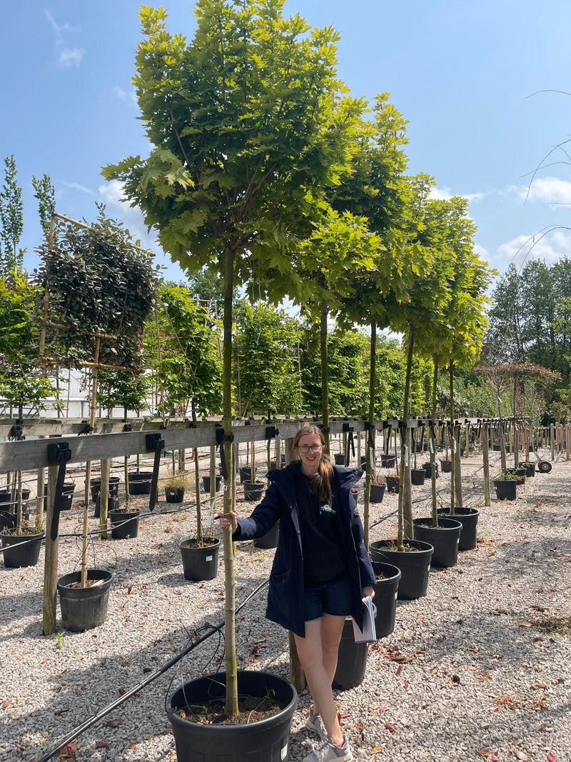Acer Platanoides Globosum 12/14cm G 2.2m Stem
