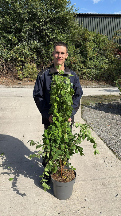Philadelphus Belle Etoile 12 Litre Pot 100/125cm