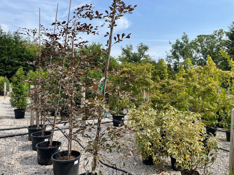 Fagus Sylvatica Tricolour 6-8cm Girth