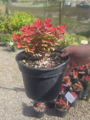 Berberis thunbergii 'Ruby Star' - Japanese Barberry 3 Litre Pot