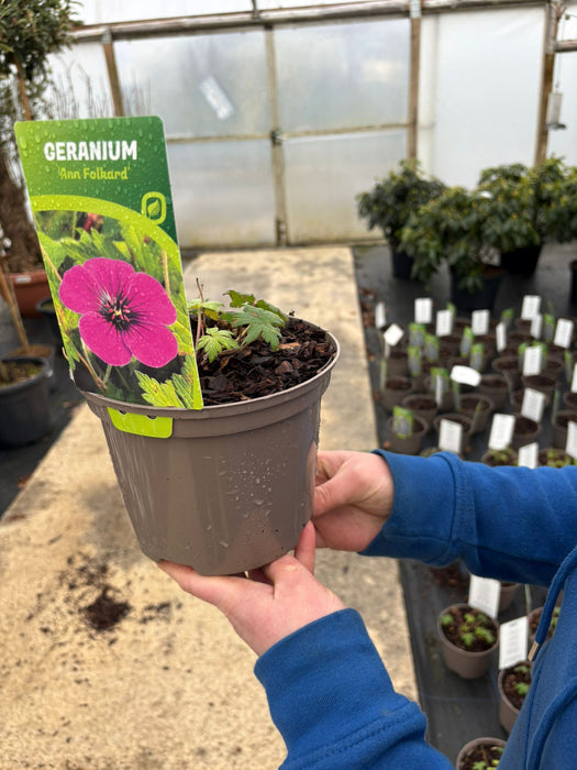 Geranium Ann Folkard 2 Litre Pot
