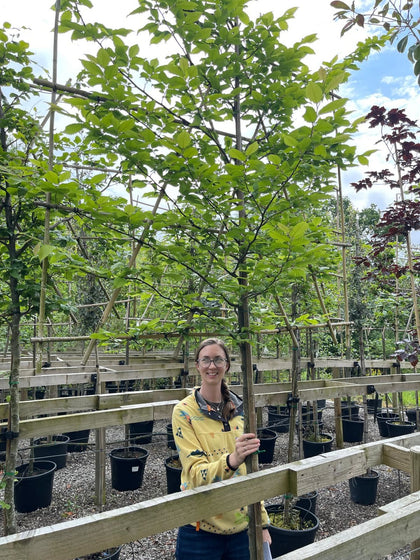 Carpinus B. Pleached 10/12cm G, 150cm Stem, 120cm H x 150cm W Frame