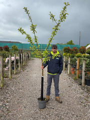 Apple Red Boskoop 7.5 Litre Half Standard