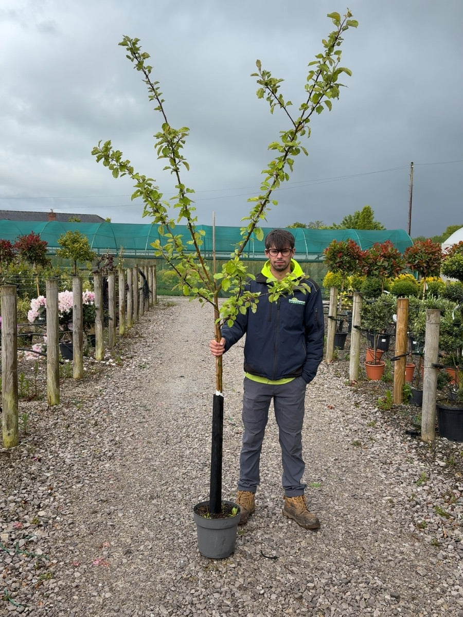 Apple Red Boskoop 7.5 Litre Half Standard