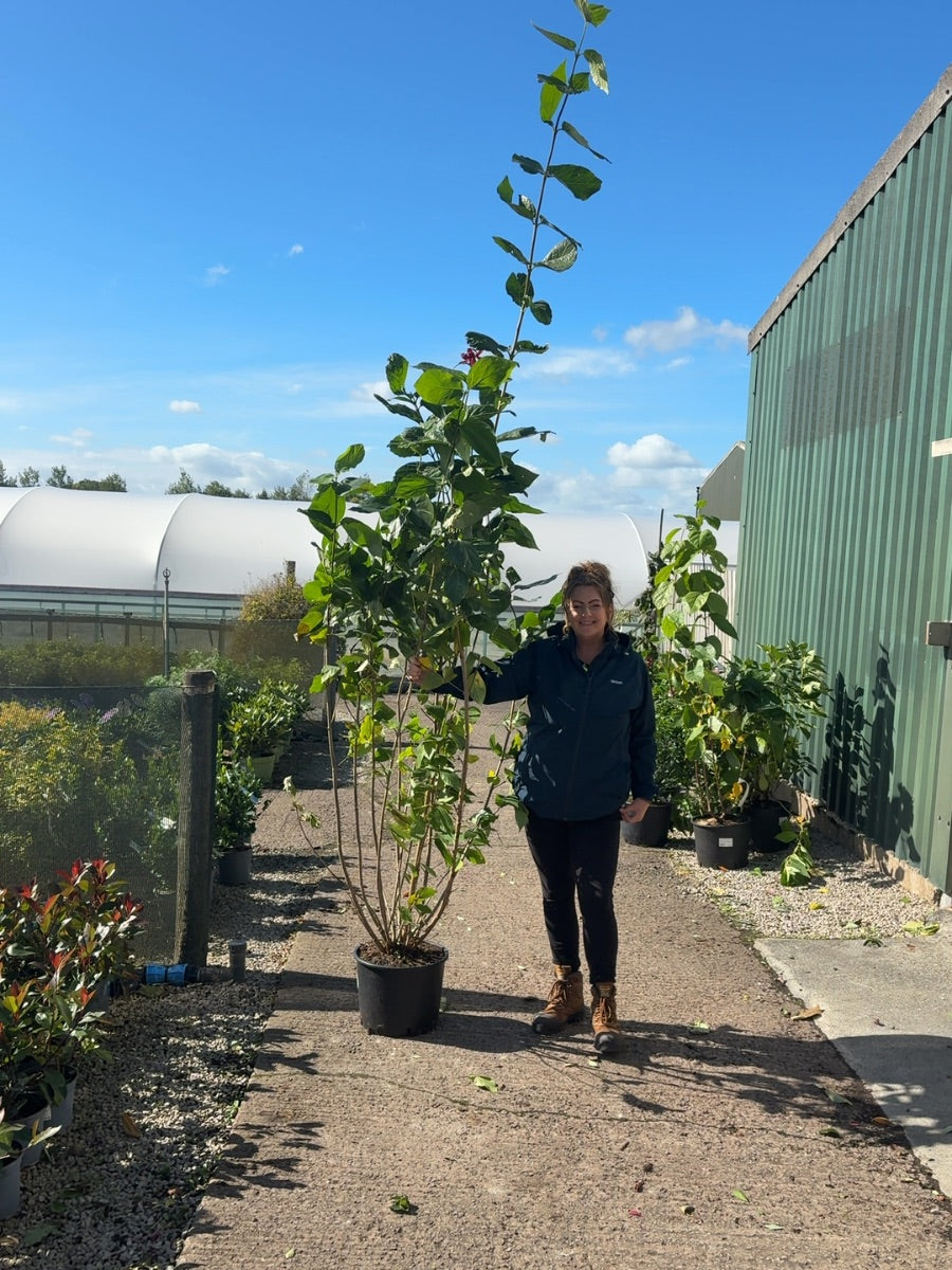 Calycanthus Aphrodite 20 Litre 200/250cm
