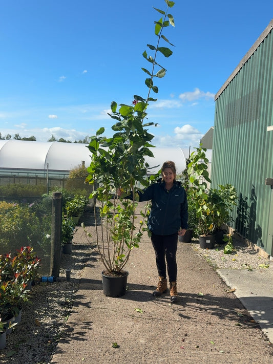 Calycanthus Aphrodite 20 Litre 200/250cm