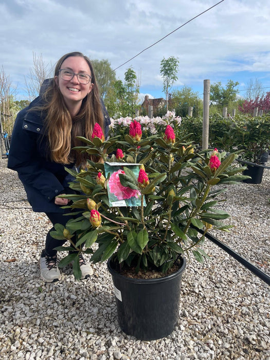 Rhododendron 'Hydon Hunter' 20 Litre Pot