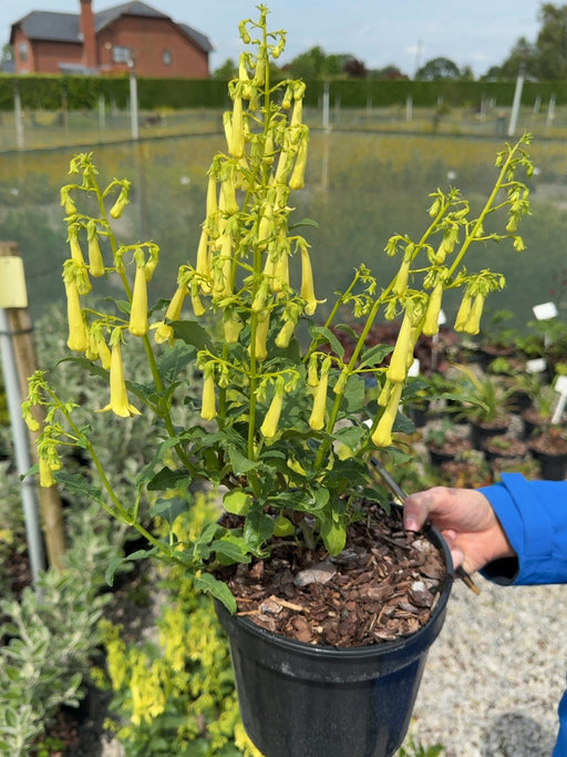 Phygelius Colorburst Yellow - Cape Fuchsia 3 Litre Pot