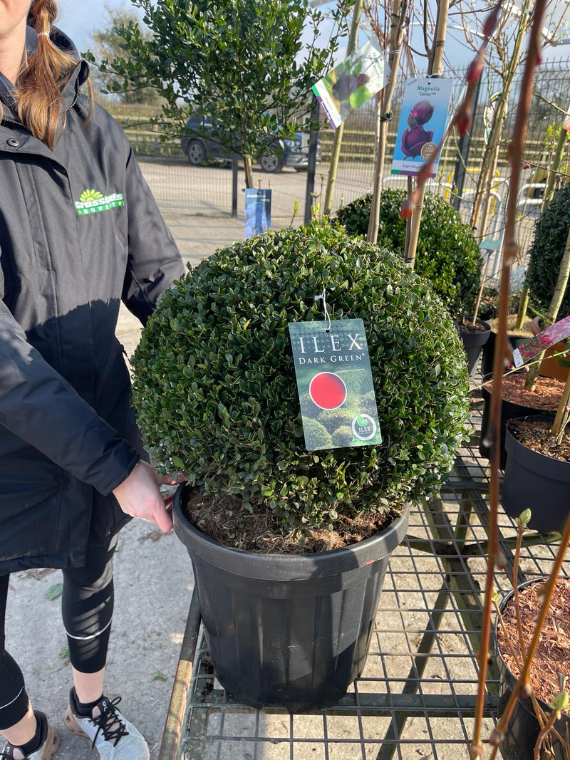Ilex Crenata Dark Green Ball 45cm 20 Litre Pot