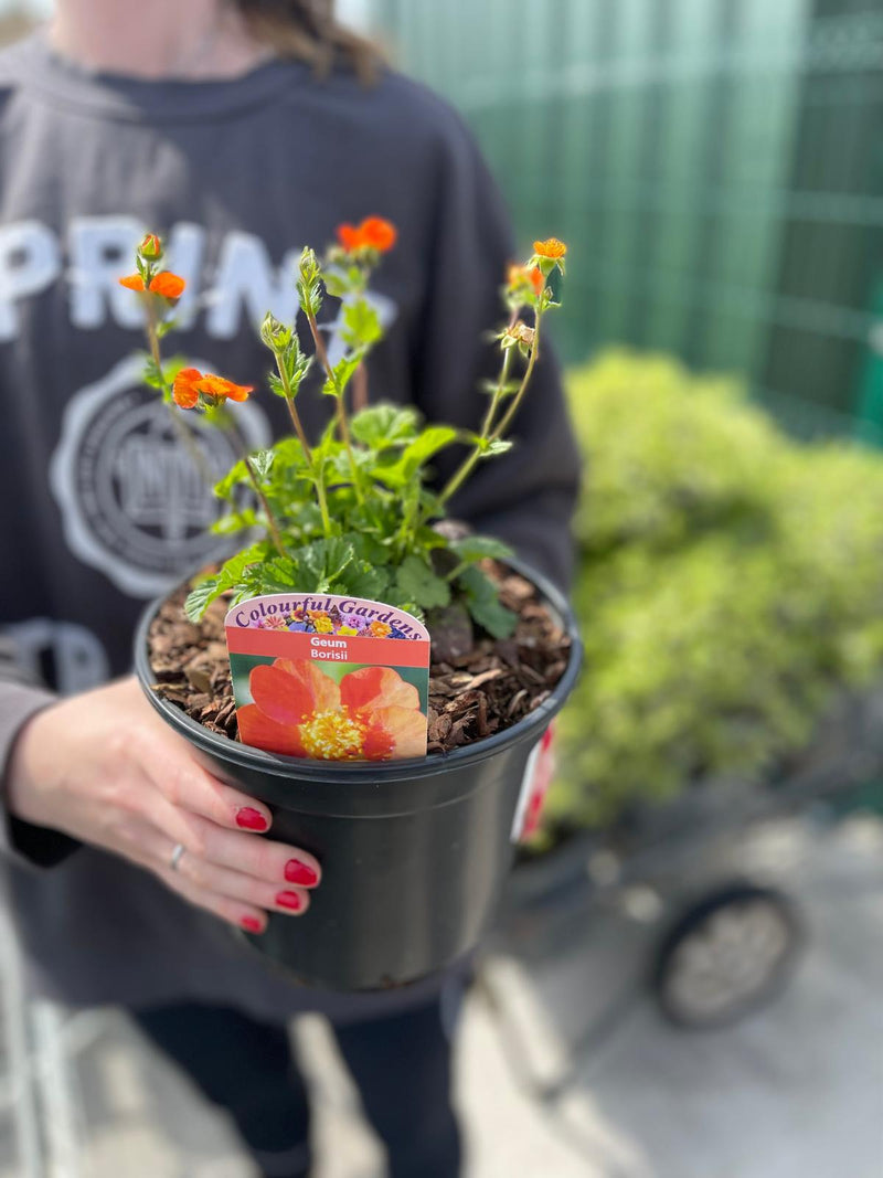 Geum Borisii 3 Litre Pot