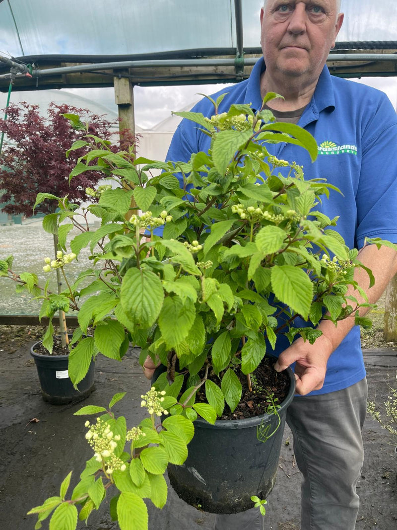Viburnum plicatum Mariesii Great Star 10 Litre Pot