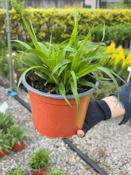 Luzula Sylvatica 2 Litre Pot