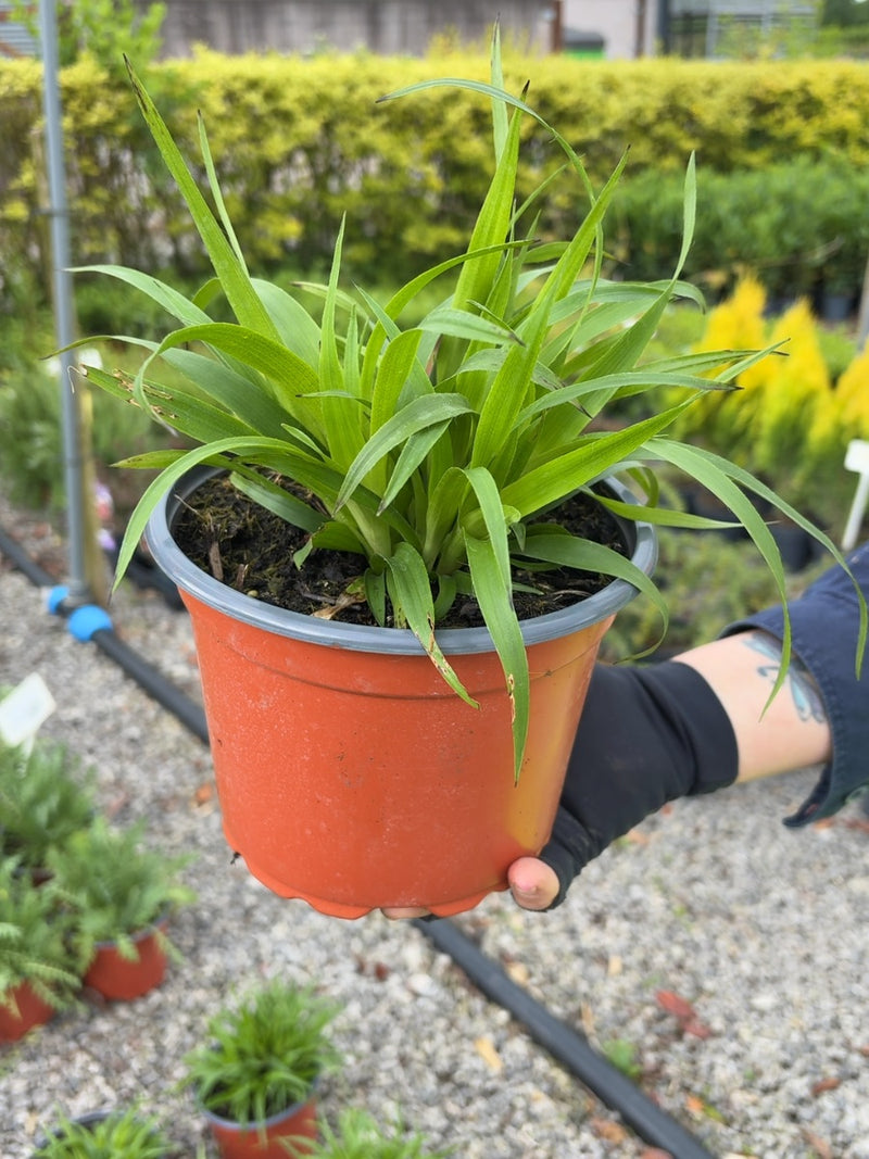 Luzula Sylvatica 2 Litre Pot