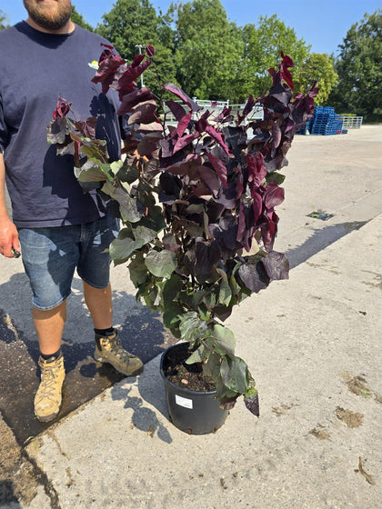 Cercis canadensis Ace Of Spades 20 Litre Pot 125/150cm Tall