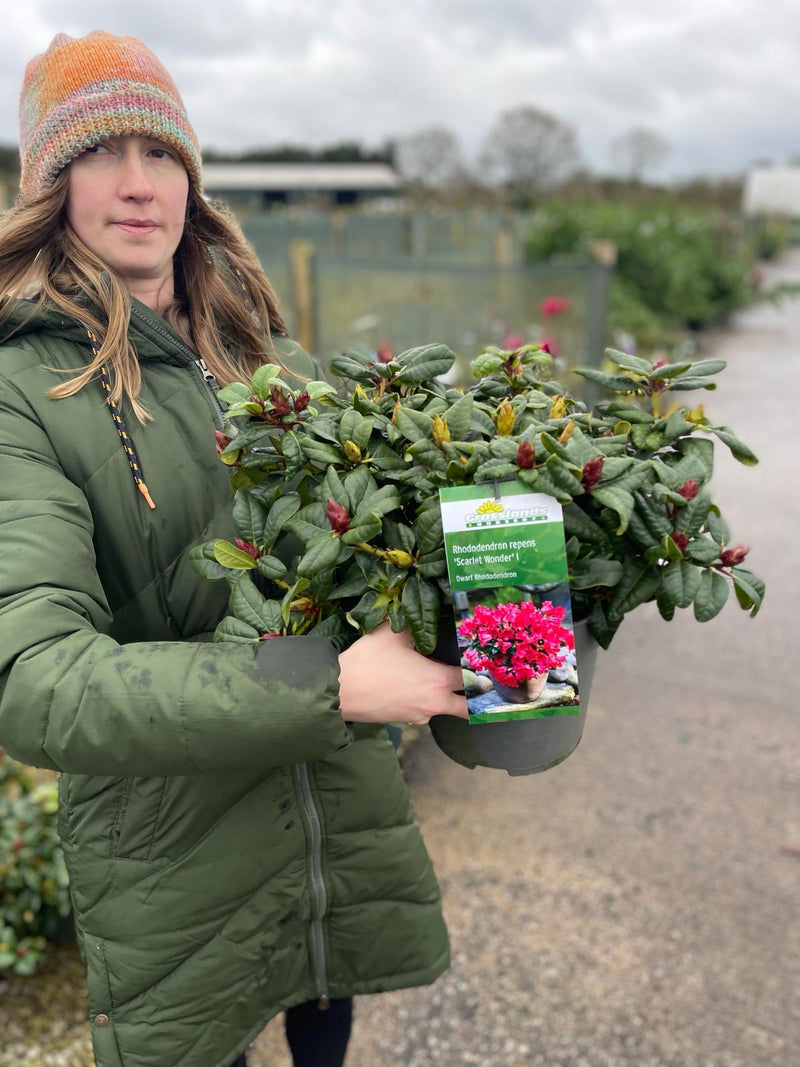 Rhododendron Scarlet Wonder 4.5 Litre Pot