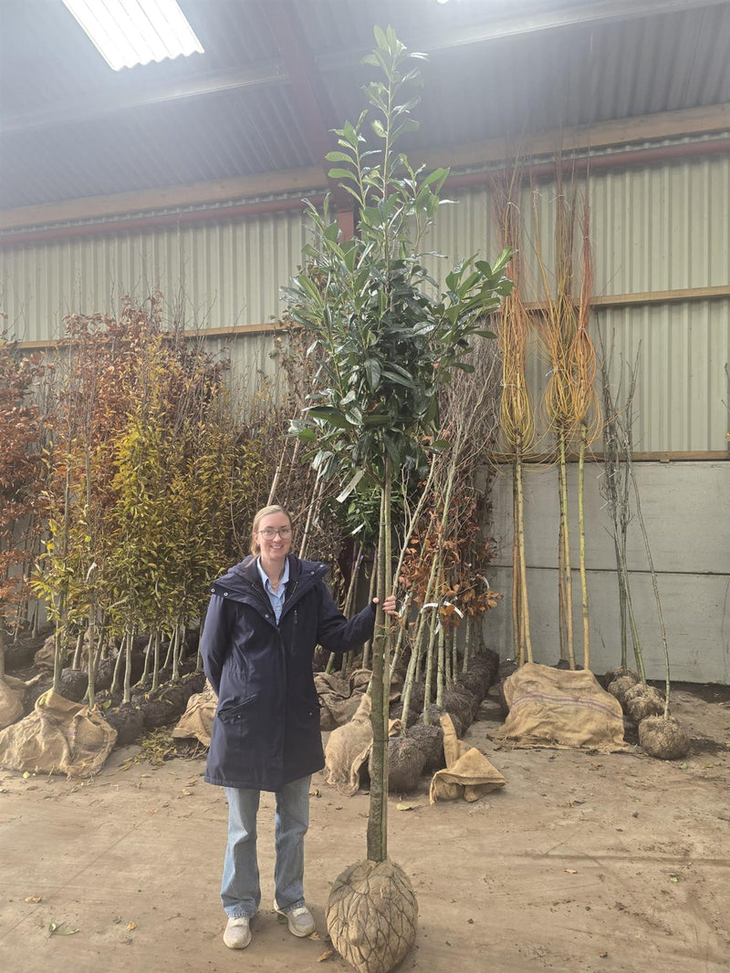 Prunus laur. Novita Full Standard 10/12cm Girth 160cm Stem