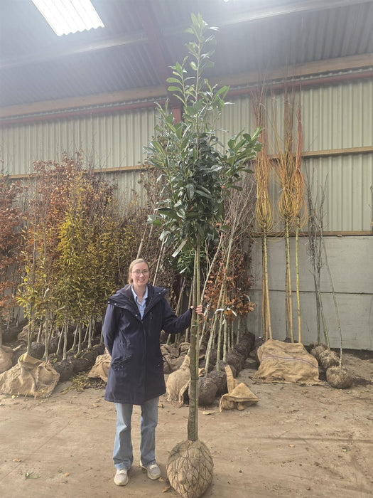 Prunus laur. Novita Full Standard 10/12cm Girth 170/180cm Stem Root Ball
