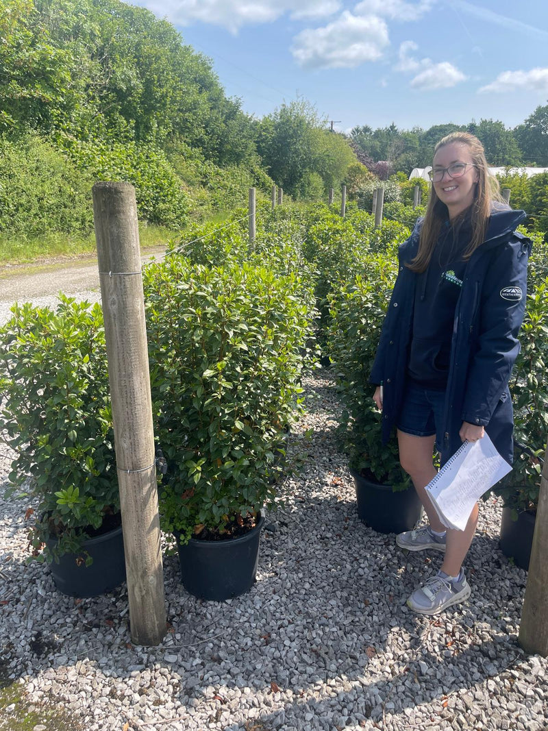 Viburnum Tinus 90/100cm Pot grown