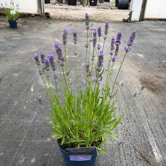 Lavender Angustifolia Munstead 2 Litre Pot